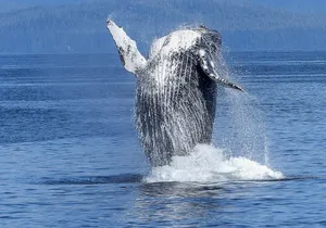 Humpback Whale and Dolphin Watch in Kona