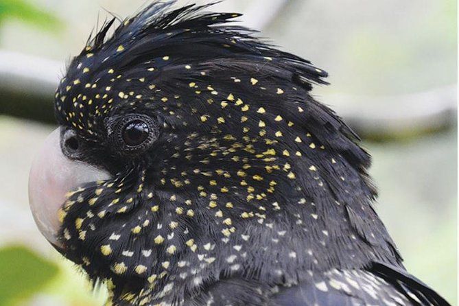 Birdworld Kuranda Entry Ticket