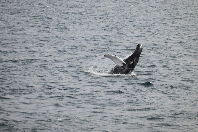 2 Hours Whale Watching Express Adventure