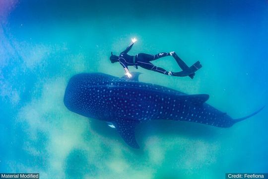 Mexico (Cabo & Baja): ALL in 5 Days, 1st Class Custom Tours