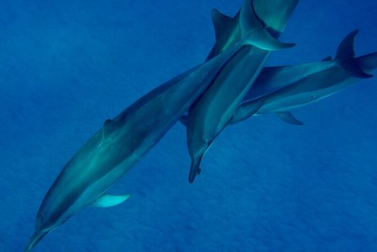 Morning Magic Kayak and Snorkel Adventure in Kealakekua Bay