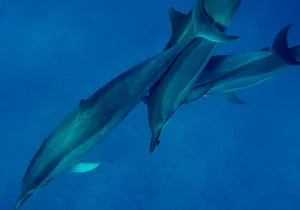 Morning Magic Kayak and Snorkel Adventure in Kealakekua Bay