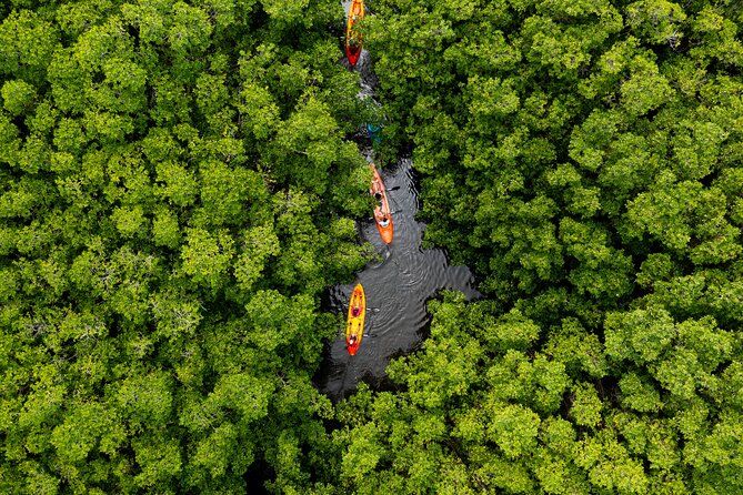 SoCoHo Eco Kayak and Snorkel Tour