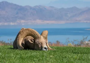 From Las Vegas Lake Mead Wildlife and Seven Magic Mountains