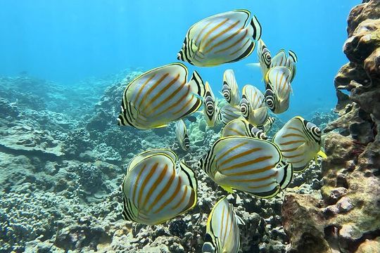 Unlimited Guided Snorkeling Tour for Beginners Plus