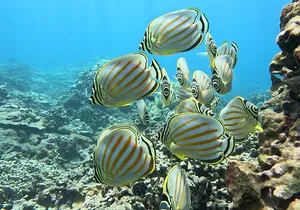 Unlimited Guided Snorkeling Tour for Beginners Plus