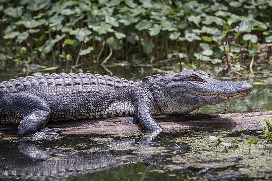 Everglades Airboat Experience – Wildlife & Wetlands