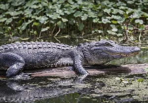 Everglades Airboat Experience – Wildlife & Wetlands