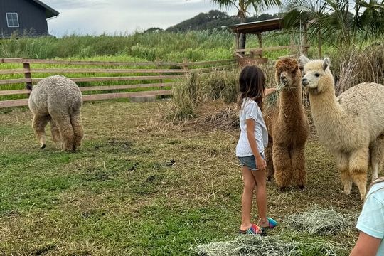 Alpaca Farm Experience on the Road to Hana