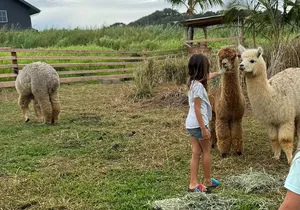 Alpaca Farm Experience on the Road to Hana