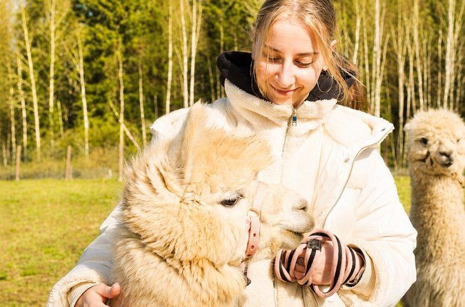 Private Alpaca Forest Walk Helsinki: Feeding, Photos,Hotel Pickup