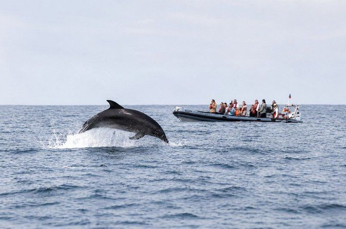 Observing Dolphins in Faro