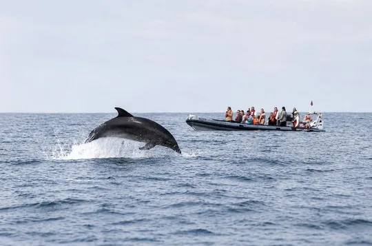 Observing Dolphins in Faro