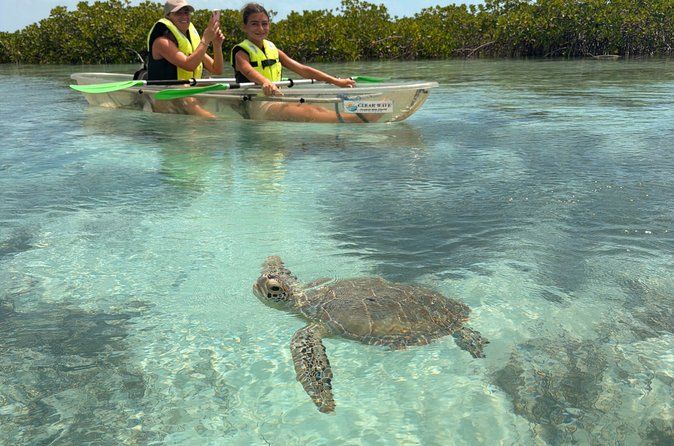 Providenciales Clear Kayak Mangrove & Turtle Eco Tour