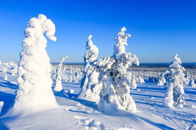 Magical Frozen Forests of Riisitunturi with Photography & BBQ