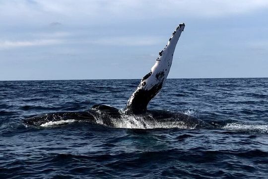 Humpback Whale Watching • Private Tour • Punta Mita