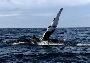 Humpback Whale Watching Private Tour