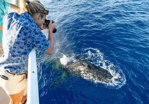 Whale and Dolphin Watch Boat Cruise in Oahu