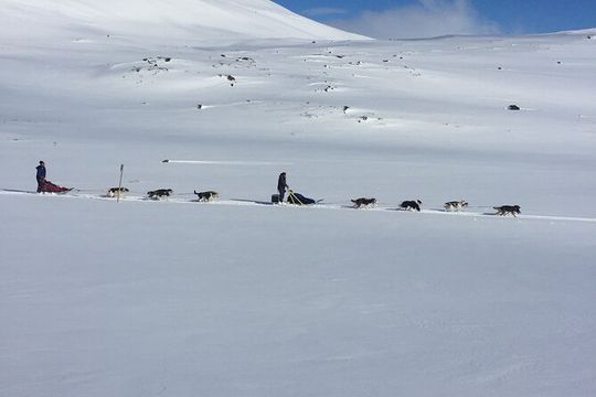 5 days Husky Adventure in Alaska with Your Own Dog Team