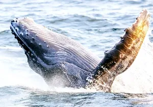 BYOB Sunset Whale Watching Cruise