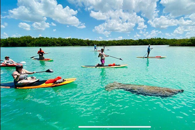 Dolphin, Manatee and Sea Turtle Adventure Tour of Bonita Springs