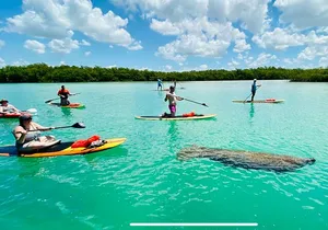 Dolphin, Manatee and Sea Turtle Adventure Tour of Bonita Springs