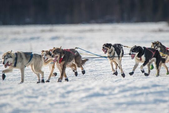 Alaska Dog Sled or ATV Ride in Fairbanks