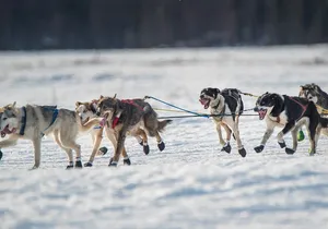 Dog-Pulled ATV Experience|Fairbanks|"The date with Aurora" Alaska