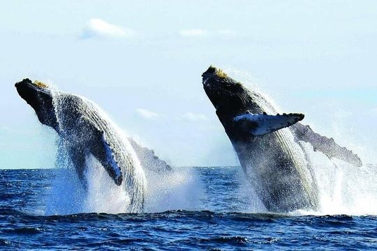 Puerto Vallarta: Private Whale Watching Aboard Luxury Yacht