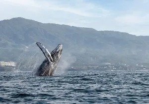 Whale Watching Guaranteed Experience in Puerto Vallarta