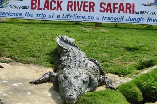 Private Black River Safari Tour from Montego Bay Resorts