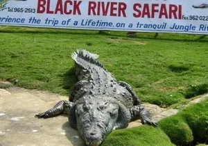 Private Black River Safari Tour from Montego Bay Resorts
