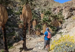 Palm Springs Hike to an Oasis and Amazing Desert Views