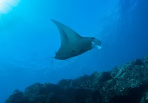 Private Ni’ihau Scenic Snorkel