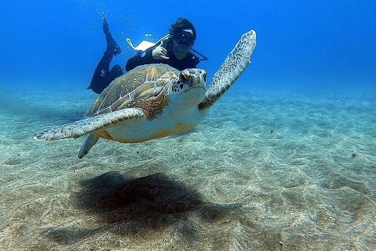 Open Water Diving Course in Tenerife