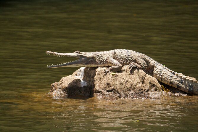 Kuranda Riverboat Sightseeing Cruise
