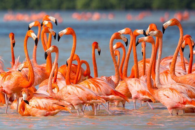 Flamingo Watching Private Tour in Celestun Biosphere Reserve