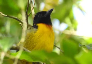 Birding South of Mexico