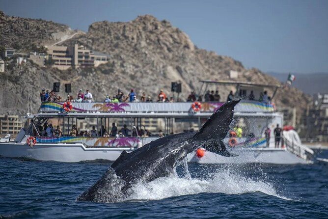 World Class Whale Watching with Breakfast and Open Bar