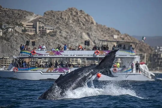World Class Whale Watching with Breakfast and Open Bar