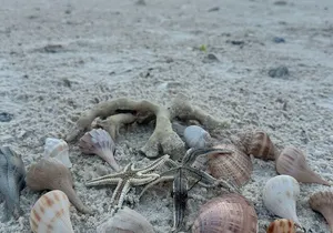 Ten Thousand Islands Beach, Shelling and Eco Tour