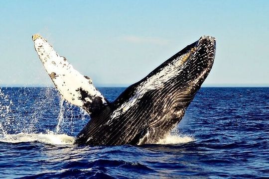 2 Hour Private Whale Watching Tour in Los Cabos, Mexico