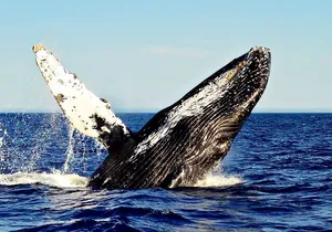 2 Hour Private Whale Watching Tour in Los Cabos, Mexico