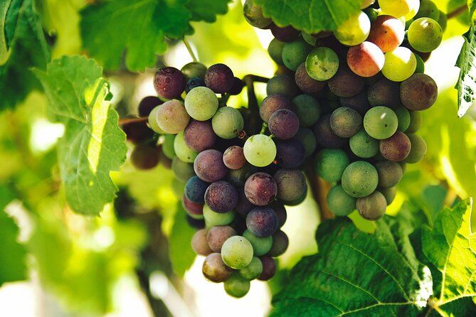 Lisbon Region Wine Tour: Mafra & Ericeira + Hotel Pick-Up