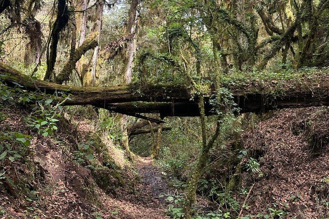 Amazing Walk through the Zapotec Mountains with Hot Chocolate