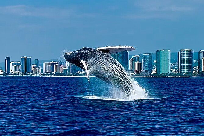 Oahu Whale Watch Tour & Waikiki Sunset Boat Tour