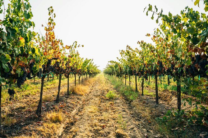 Private Trip to the Vineyards of Ginosa with tasting from Matera