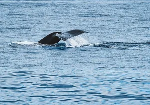 Private Whale Watching Trip from Oahu