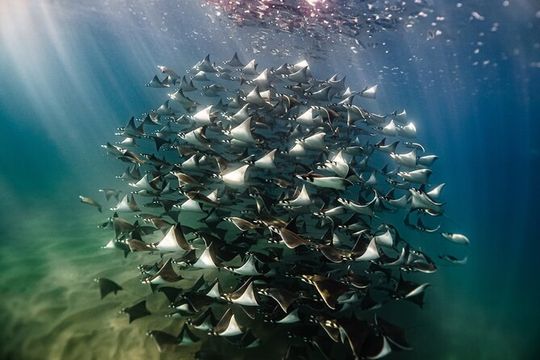 Open Ocean Safari and Whale Watching