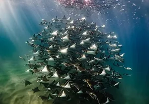 Open Ocean Safari and Whale Watching